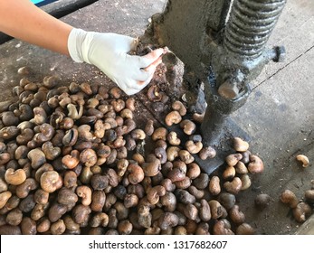 Pile Of Cashew Nut In Local Factory, Woman Cracking Cashew Nut