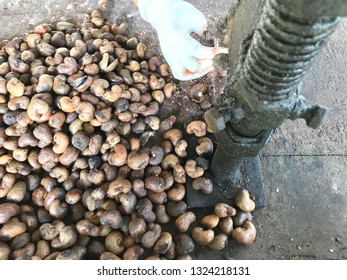 Pile Of Cashew Nut In Local Factory, Woman Cracking Cashew Nut