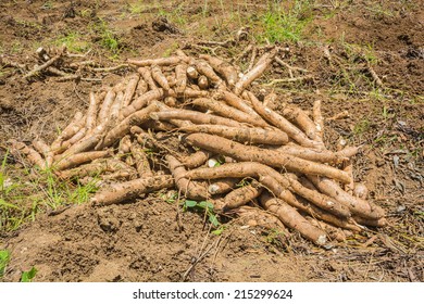 Pile Cassava Bulb Cassava Tree On Stock Photo 215299645 | Shutterstock