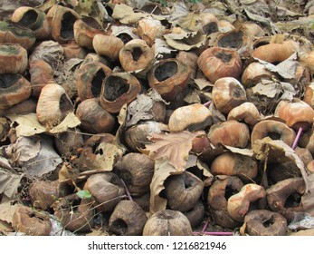 Pile of coconut shells