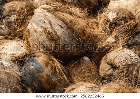 Similar – Image, Stock Photo Some palm tree fiber stacks in a hat workshop