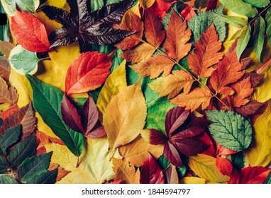 Pile Of Colorful Autumn Leaves