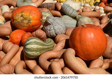 A Pile Of Colorful Gourds Is A Sure Sign That Autumn Has Arrived In The Northeastern United States.
