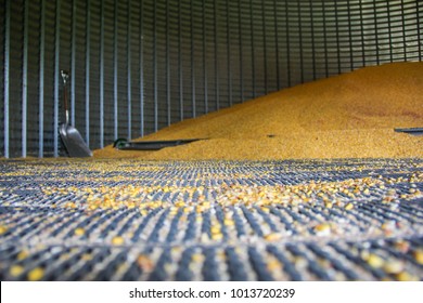 Pile of corn in a grain bin.  Selective focus of the corn kernels left on the floor.