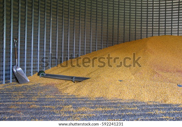 Pile of corn inside a grain\
bin.