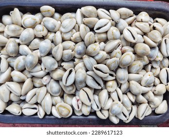 pile of cowrie in a basket for sale HD