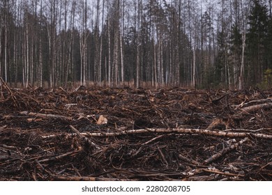 Pile of cut down trees in the forest. Remains of forest after clear-cutting.