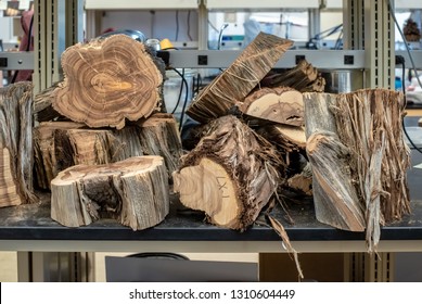 A Pile Of Cut Logs On A Laboratory Bench In A Dendrochronology Lab Studying Tree Rings.