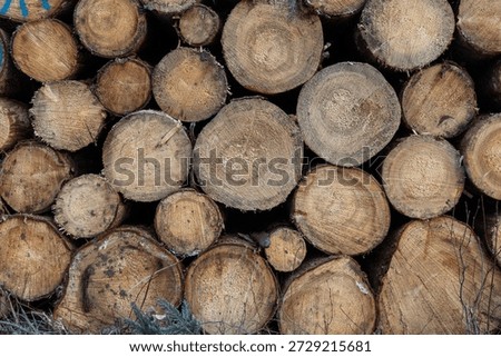 Pile of Cut Tree Stems from Forest Logging and Timber Harvest