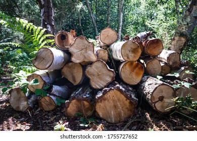 Pile of cut tree trunks
