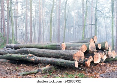 A pile of cut tree trunks .