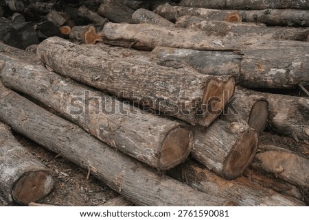 Pile of cut tree trunks and logs