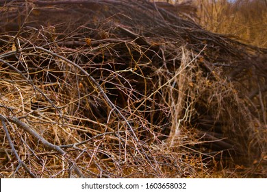 A Pile Of Dead Branches Hanging Over A Fence, Del Rio, TX/USA (Jan. 1, 2020)