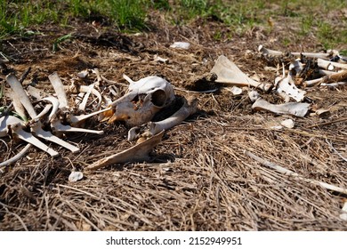 9,613 Deer bone Images, Stock Photos & Vectors | Shutterstock