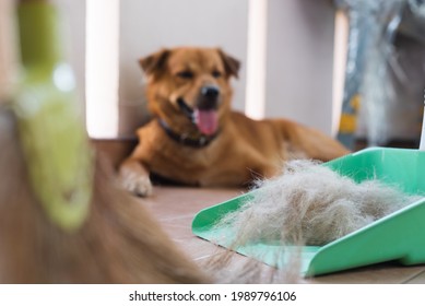 Pile of dog hair in the green dustpan with out of focus broom in front and brown dog is lying behind