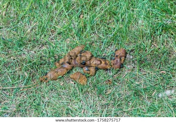 5,811 Grass Poop Images, Stock Photos & Vectors | Shutterstock