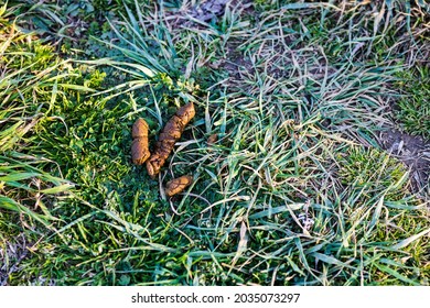 218 Stepped in dog poo Images, Stock Photos & Vectors | Shutterstock
