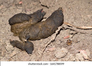 Dog Turds Images, Stock Photos & Vectors | Shutterstock