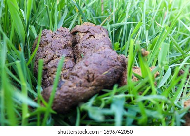 2,252 Dog poop in grass Stock Photos, Images & Photography | Shutterstock