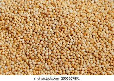 Pile of dried coriander seeds. A Close-up background texture of dried coriander seeds - Powered by Shutterstock