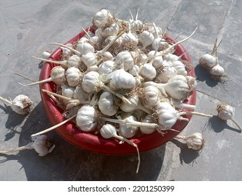Pile of dried Garlic bulb or cloves after harvesting. Healthy food. Bundles of white garlic in basket. A strong-smelling pungent-tasting bulb, used as a flavoring in cooking and in herbal medicine - Shutterstock ID 2201250399