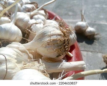 Pile of dried Garlic bulb or cloves after harvesting. Healthy food. Bundles of white garlic in basket. A strong-smelling pungent-tasting bulb, used as a flavoring in cooking and in herbal medicine - Shutterstock ID 2204610837