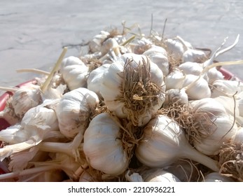 Pile of dried Garlic bulb or cloves after harvesting. Healthy food. Bundles of white garlic in basket. A strong-smelling pungent-tasting bulb, used as a flavoring in cooking and in herbal medicine - Shutterstock ID 2210936221