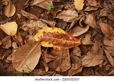 A Pile Of Dried Leaves In A Jakarta Park