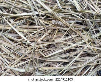 Pile Of Dried Lemongrass Leaves 