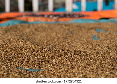 Pile Of Dried Lentils Drying In The Sun Spread Out On Blue Tarp At A Local Farm At Annapurna Circuit, Nepal