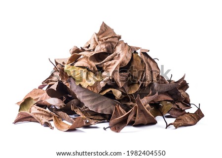 pile of dried tree leaves, dead, collected fallen and discolored leaves isolated on white background
