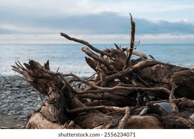 A pile of driftwood is on the pebbles beach - Powered by Shutterstock