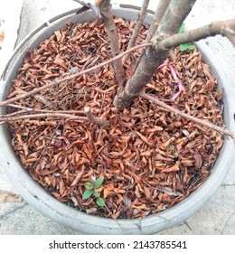 Pile Of Dry Leaves On A Dry Plant Pot