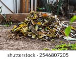 A pile of dry leaves and tree branches that can be turned into compost fertilizer