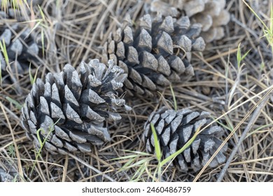 Pile of dry pine cones on the ground close-up. Seed and and needles background in forest of coniferous tree. Natural forest background. Organic manure of spruce woodland. Brown pinecones on floor. - Powered by Shutterstock