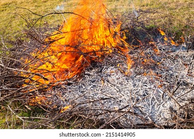 A Pile Of Dry Tree Branches Burns With A Bright Flame. Waste Incineration In Summer Cottages.