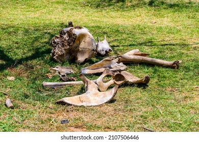 Pile Of Elephant Bones At Serengeti National Park, Tanzania