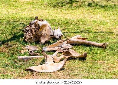 Pile Of Elephant Bones At Serengeti National Park, Tanzania