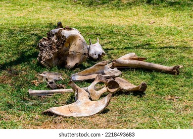 Pile Of Elephant Bones At Serengeti National Park, Tanzania