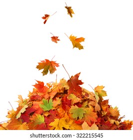 Pile of Fall Leaves 
