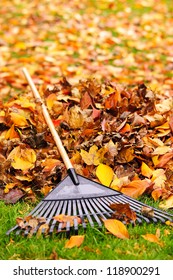 Pile Of Fall Leaves With Fan Rake On Lawn