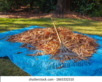 Pile Of Fall Leaves And Fan Rake On Blue Tarp. Backyard Autumn Leaf Raking And Removal Using Garden Rake.