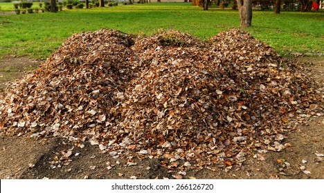 Pile fallen autumn leaves in the park