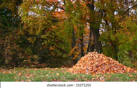 Pile of fallen leaves in a yard.