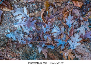 A pile of fallen oak leaves lying on the rocky sandy beach with acorns on a sunny day in autumn looking down closeup