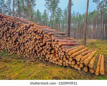 A pile of felled and marked trees stacked at a logging site in the forest. Logs of wood ready to pick up