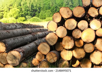 Pile Of Felled Tree Trunks Along A Rural Field Road. Untreated Wood From Felling. Logging Industry. Ecology And Illegal Deforestation. 