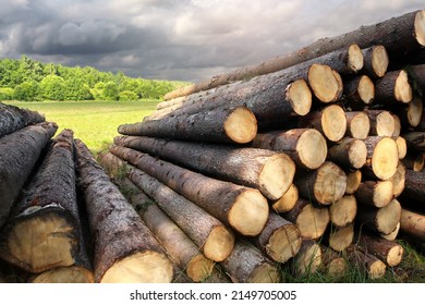 Pile of felled tree trunks along a rural field road. Untreated wood from felling. Logging industry. Ecology and illegal deforestation. 