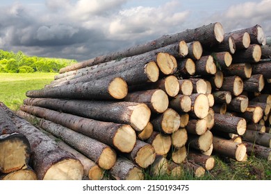 Pile of felled tree trunks along a rural field road. Untreated wood from felling. Logging industry. Ecology and illegal deforestation. 