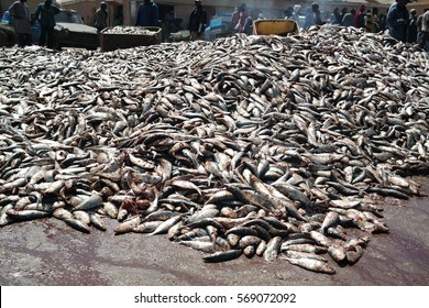 Pile Of Fish